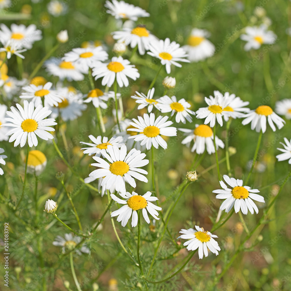 T is for Tripleurospermum Maritimum Extract