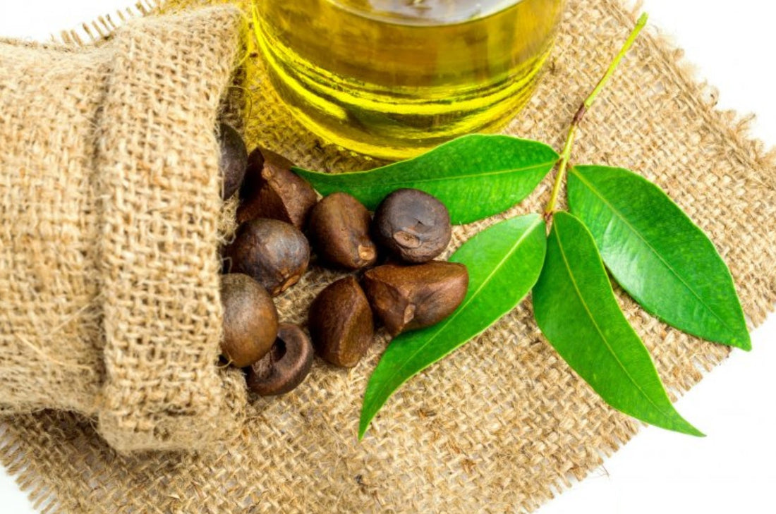 Camellia Sinensis Seed Oil