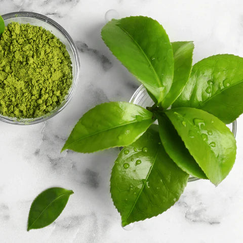 Camellia Sinensis Leaf Extract