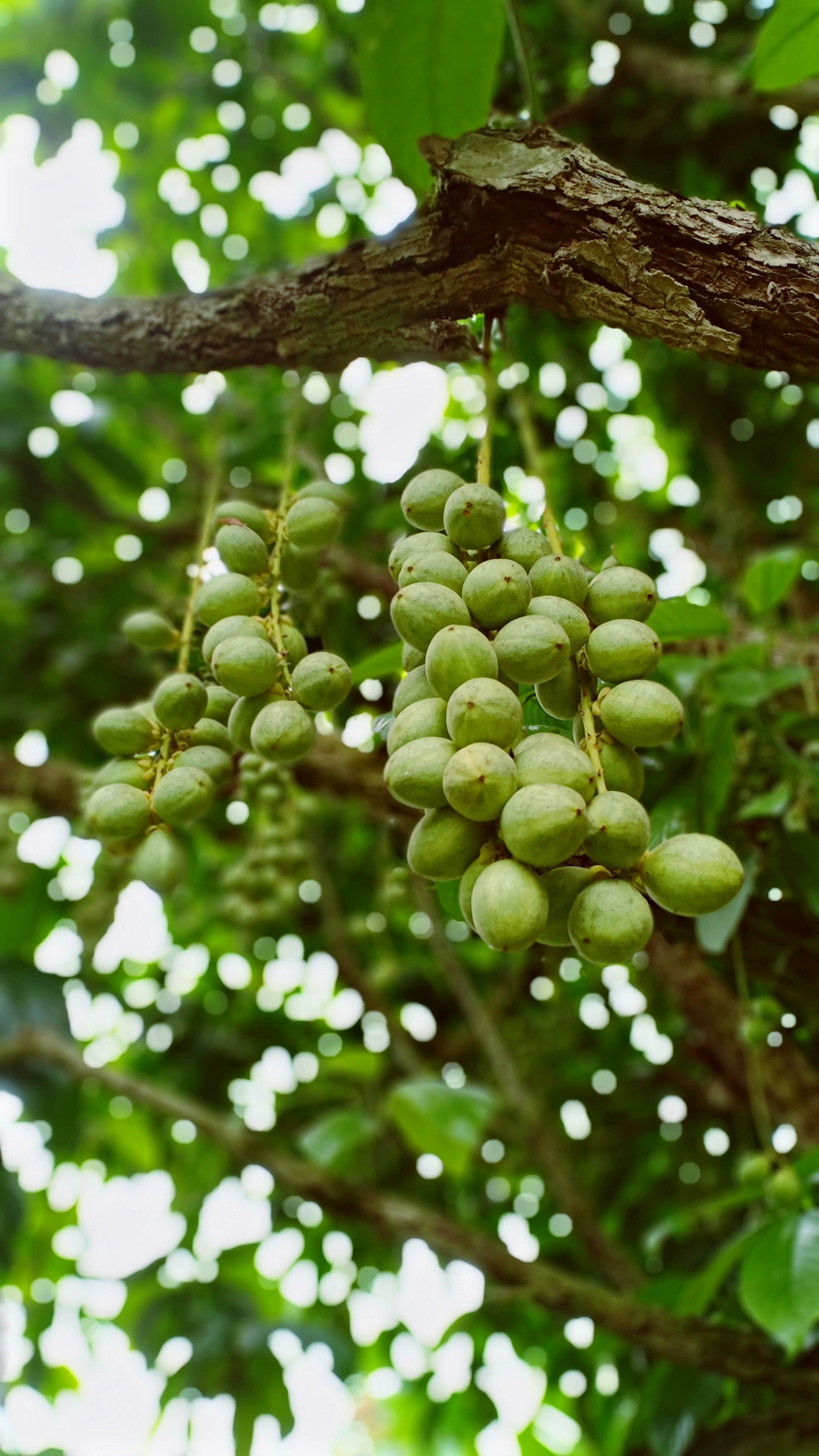 Shea Butter in Body Care – Ornami Skincare